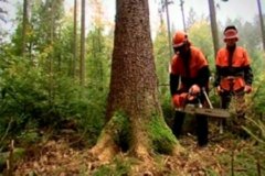 STIHL 27  IMAGEN FOTOGRAFIA